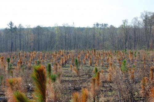 03 21 11 Oberdorfer 066 (1)