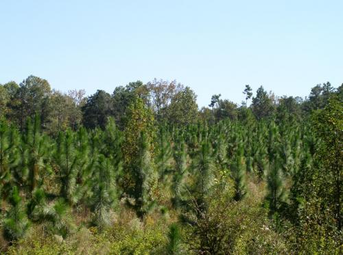 10-03 inscoe LLcc3 (1)