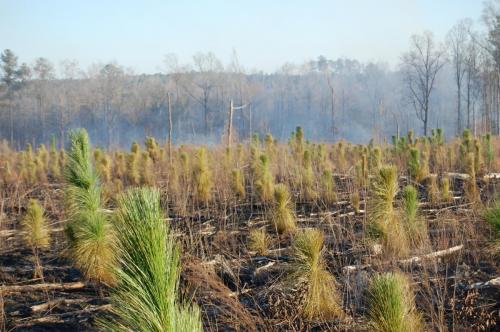 11 03 11 oberdorfer 032 (1)