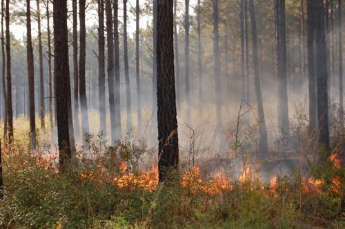 2010 04 05 Beeler031 (1)