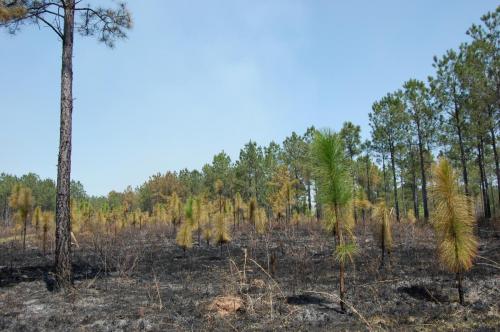 2010 04 06Beeler 014 (1)