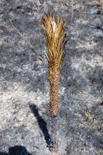 2010 04 06 Beeler020 (1)