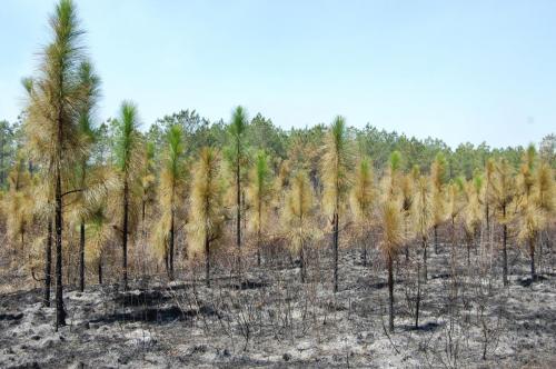 2010 04 06 Beeler021 (1)