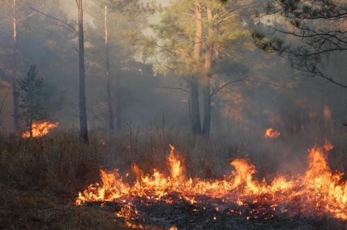 2011 02 13 074 Parnell (1)