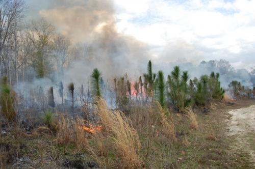 2012 03 07 Bragg burn 011 (1)