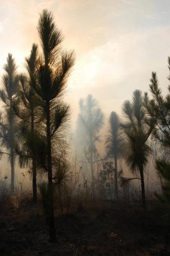 2012 03 08 Gordon burn 044 (1)