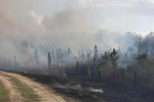 2012 03 08 Gordon burn 046 (1)