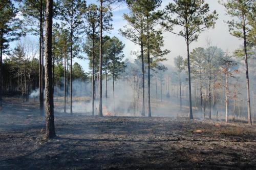 2012 03 15 Gordon burn 034 (1)