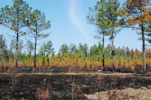 2012 03 20 beeler  burn 026 (1)