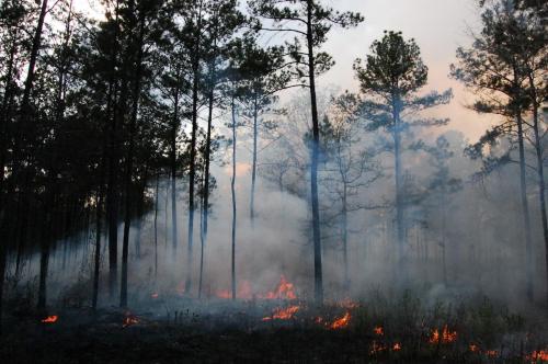 2012 03 21 turner burn 009 (1)