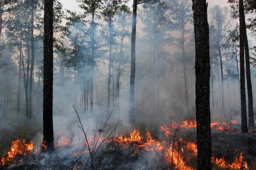 2012 03 21 turner burn 010 (1)