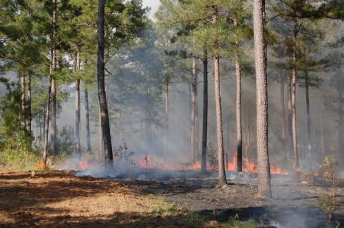 2012 Apr 10 Dunn 016 (1)