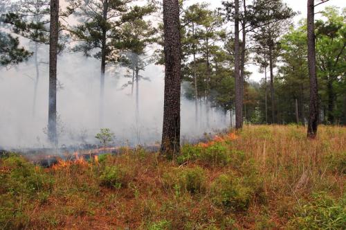 2012 Mar 29 Noble burn 065 (1)