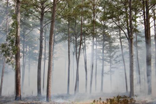 2012 Mar 29 Noble burn 090 (1)