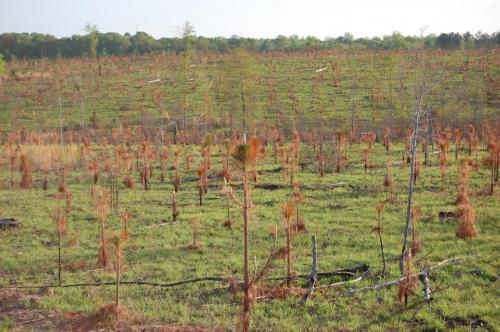 2014 Apr 12 006 McGhee (1)