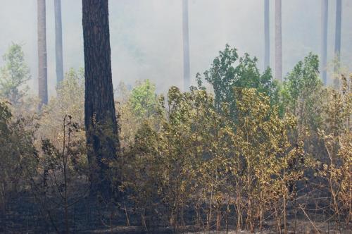 2014 Apr 25 009 Noble (1)