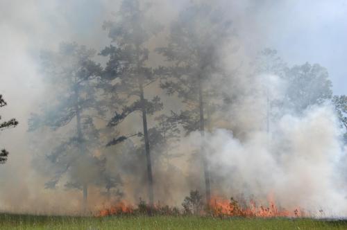 2014 Apr 25 019 Noble (1)