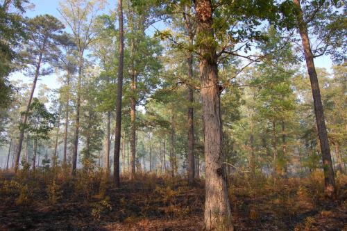 2014 Apr 25 036 Noble (1)