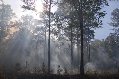 2014 Apr 25 042 Noble (1)