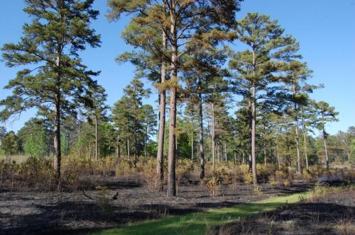 2014 Apr 25 048 Noble (1)