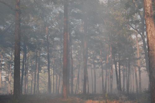 2014 Apr 25 056 Noble (1)