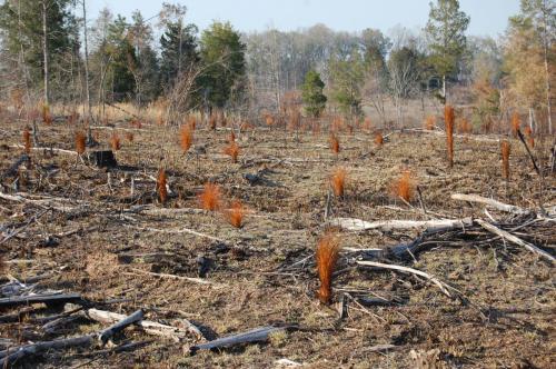 Bragg Mar 07 2013 043 (1)