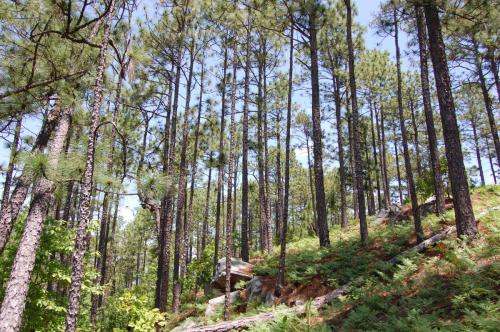 L weil May 22 2013 027 (1)