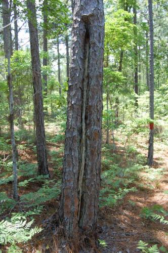 L weil May 22 2013 038 (1)