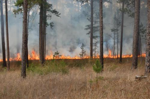 Noble Mar 26 2013 021 (1)