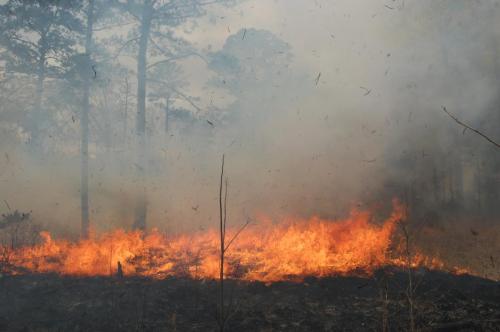 Noble Mar 26 2013 046 (1)