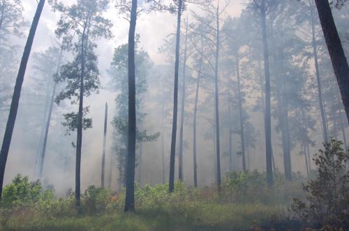 Noble burn ap 29 (11) (1)