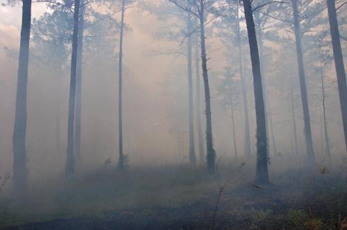 Noble burn ap 29 (3) (1)