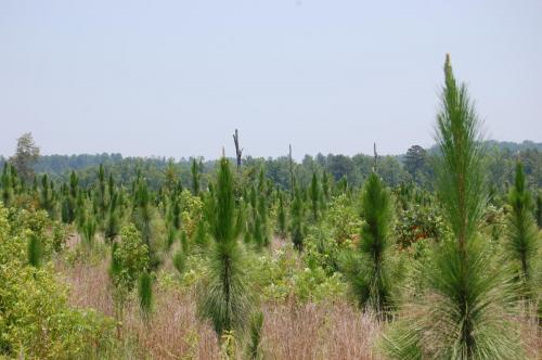 Oberdorfer 2012 Jun 29 004 (1)