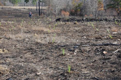 Sedgefields interplant 2011 12 19 307 (1)