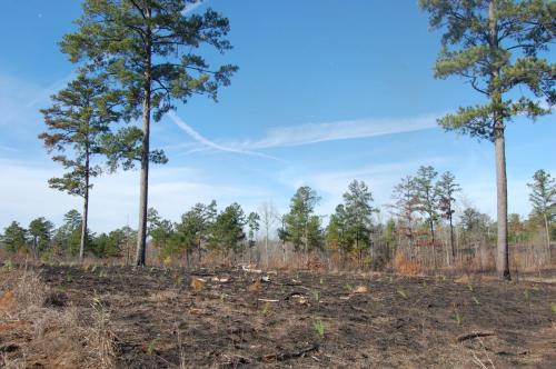 Sedgefields interplant 2011 12 19 308 (1)