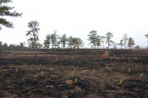 Sedgefields interplant 2011 12 20 298 (1)