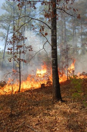 Thomson2011 03 03 032 (1)