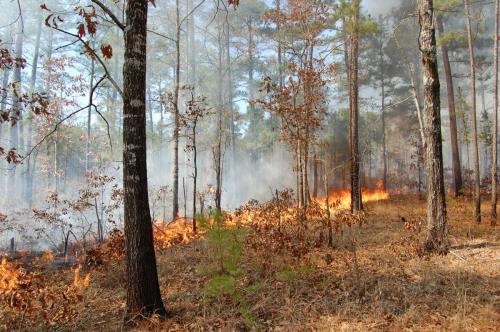 Thomson2011 03 03 035 (1)