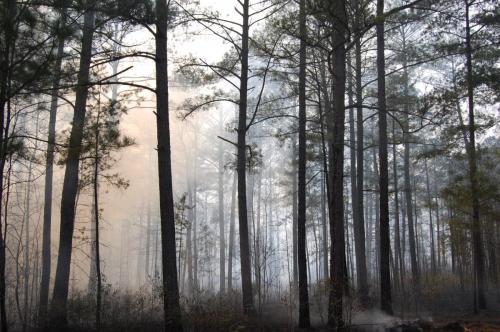 Thomson2011 03 03 057 (1)