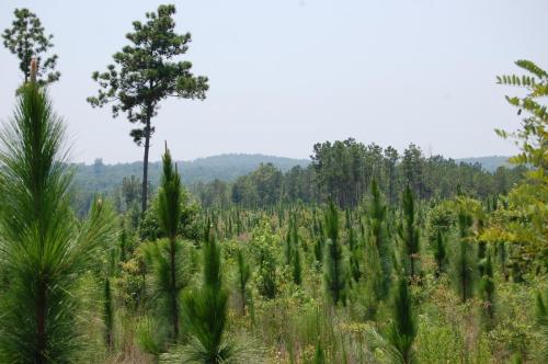 oberdorfer 2012 Jun 29 008 (1)