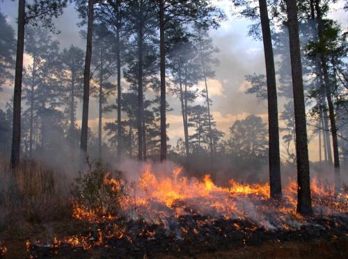 Prescribed Burning